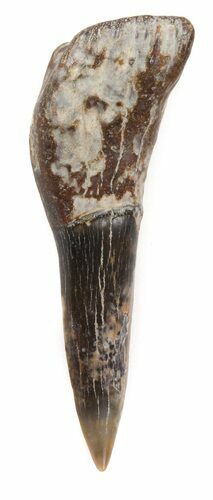 Cretaceous Sawfish (Ischyrhiza) Barb - Texas #42301